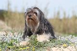 PETIT CHIEN LION 081